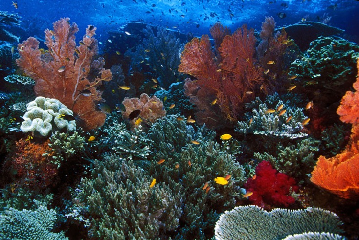 Surga Bawah laut di Papua Barat Bayu Indrawan